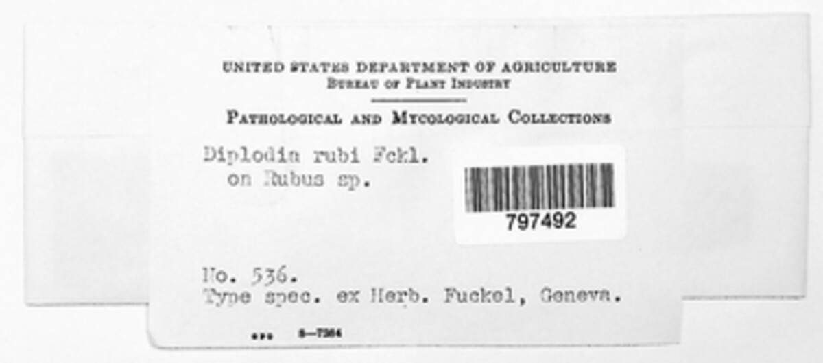 Diplodia rubi image